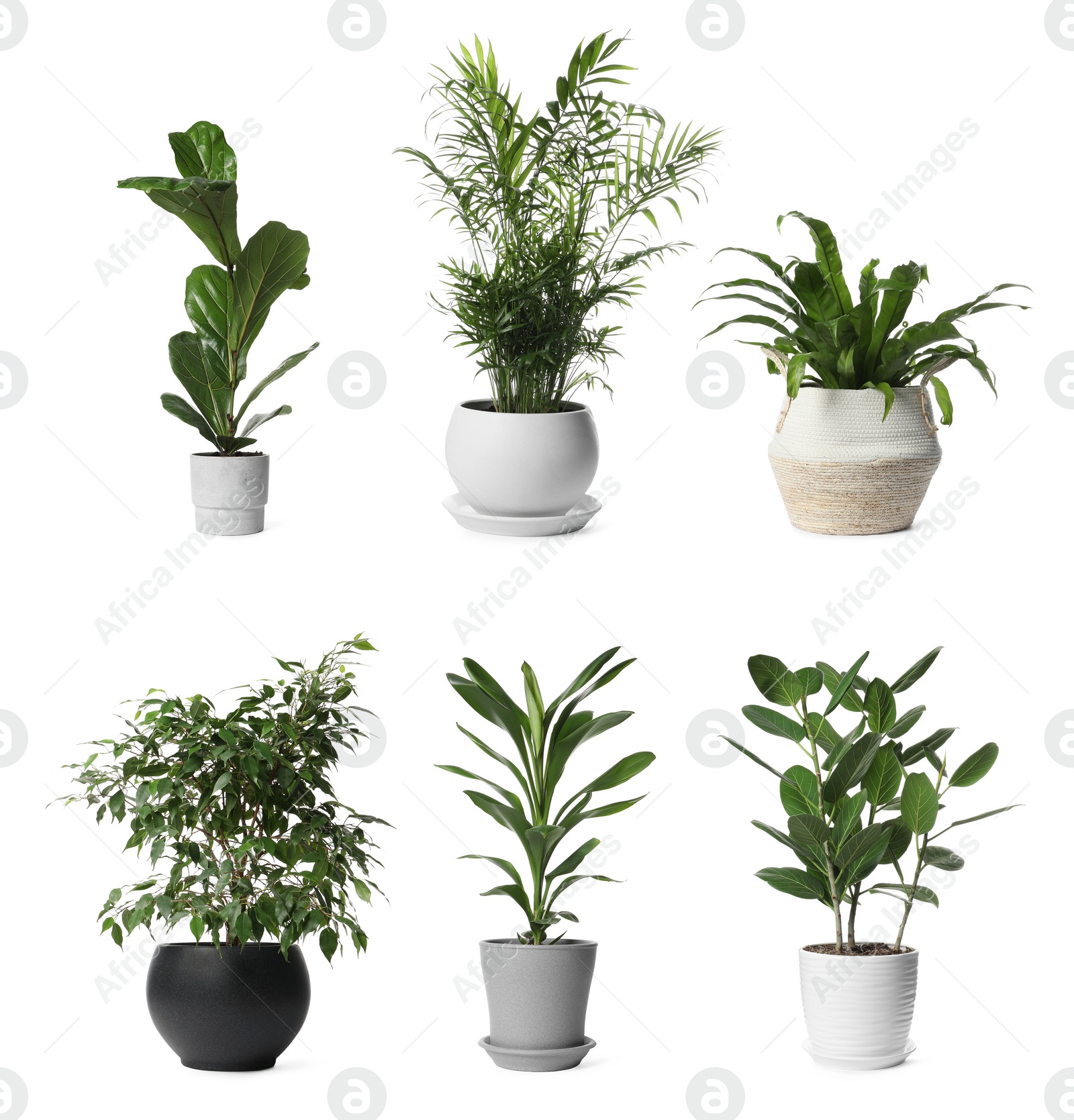 Image of Collage with different potted plants on white background. House decor