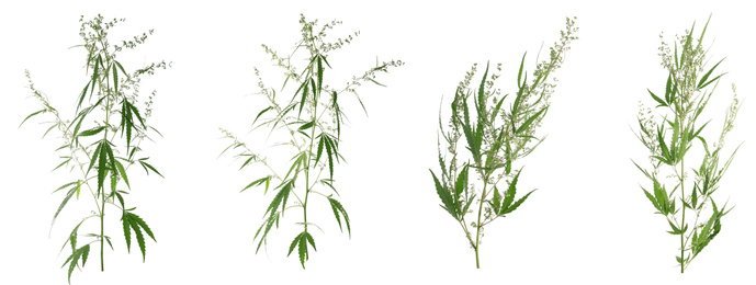 Image of Set of hemp plants on white background, banner design