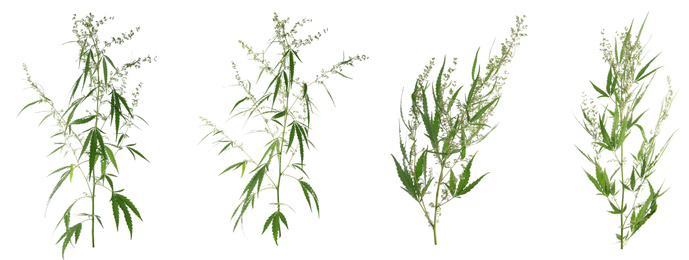 Set of hemp plants on white background, banner design