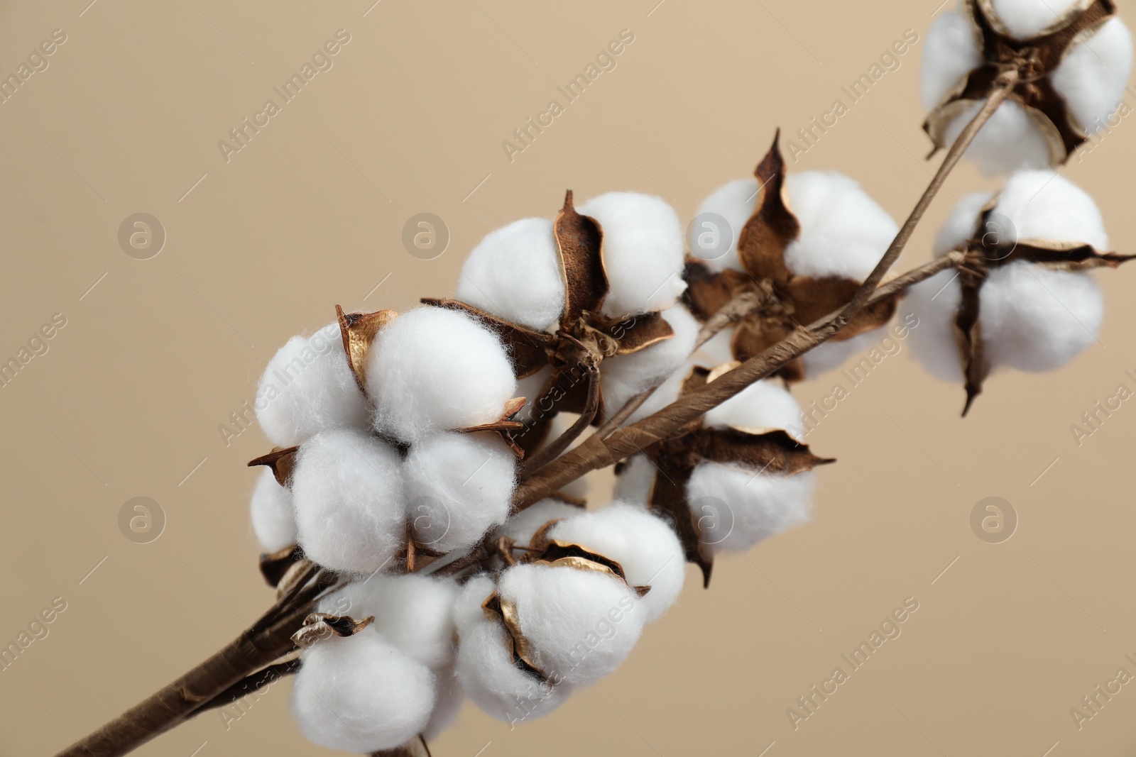 Photo of Beautiful cotton branch with fluffy flowers on beige background, closeup