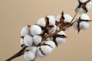 Photo of Beautiful cotton branch with fluffy flowers on beige background, closeup