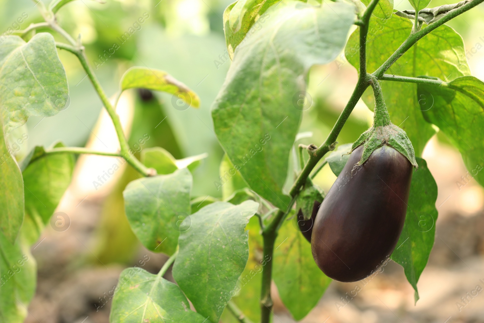 Photo of One small eggplant growing on stem outdoors. Space for text