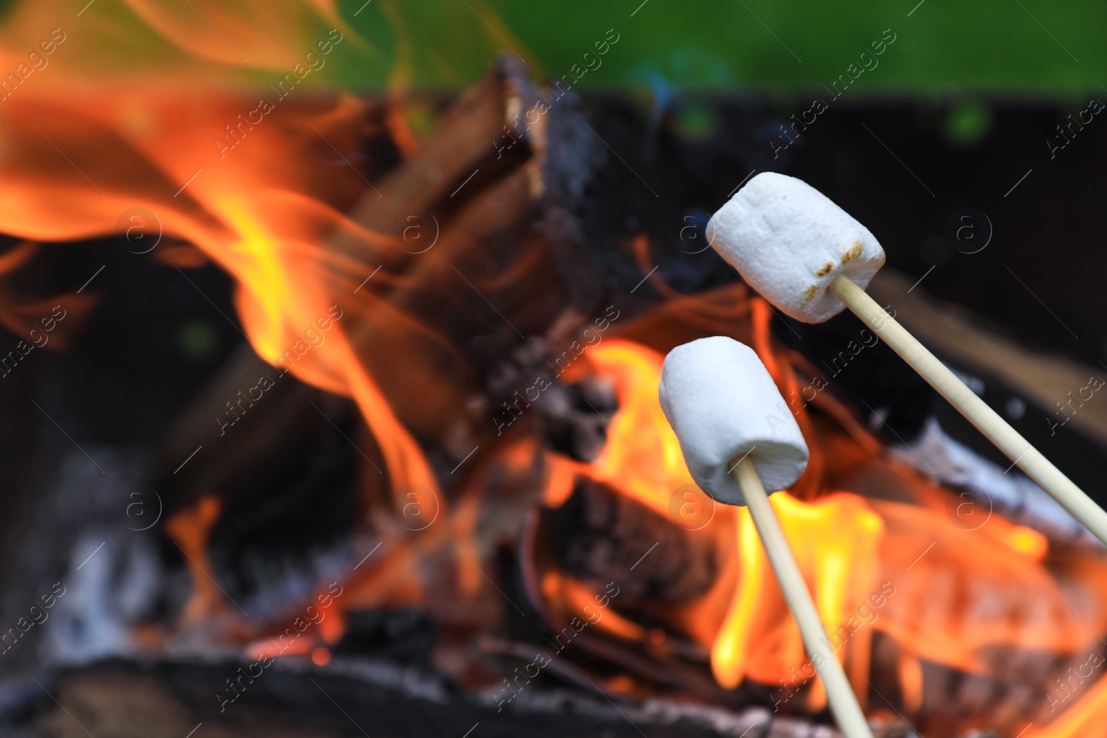 Photo of Delicious puffy marshmallows roasting over bonfire, closeup. Space for text