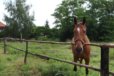 Photo of Beautiful horse in paddock near fence outdoors