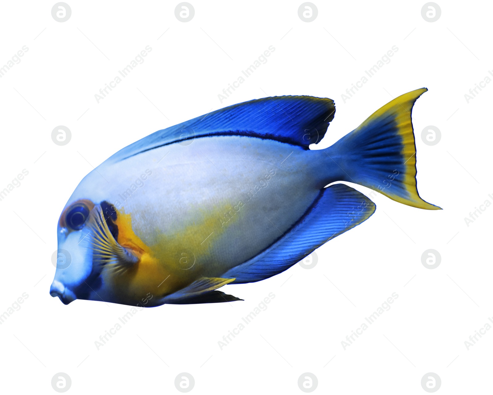 Image of Beautiful bright tropical surgeonfish on white background