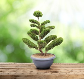 Image of Beautiful bonsai tree in pot on wooden table outdoors