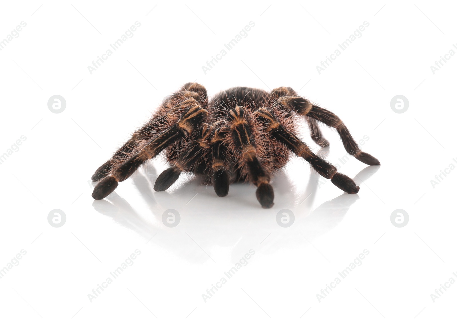 Photo of Striped knee tarantula (Aphonopelma seemanni) isolated on white