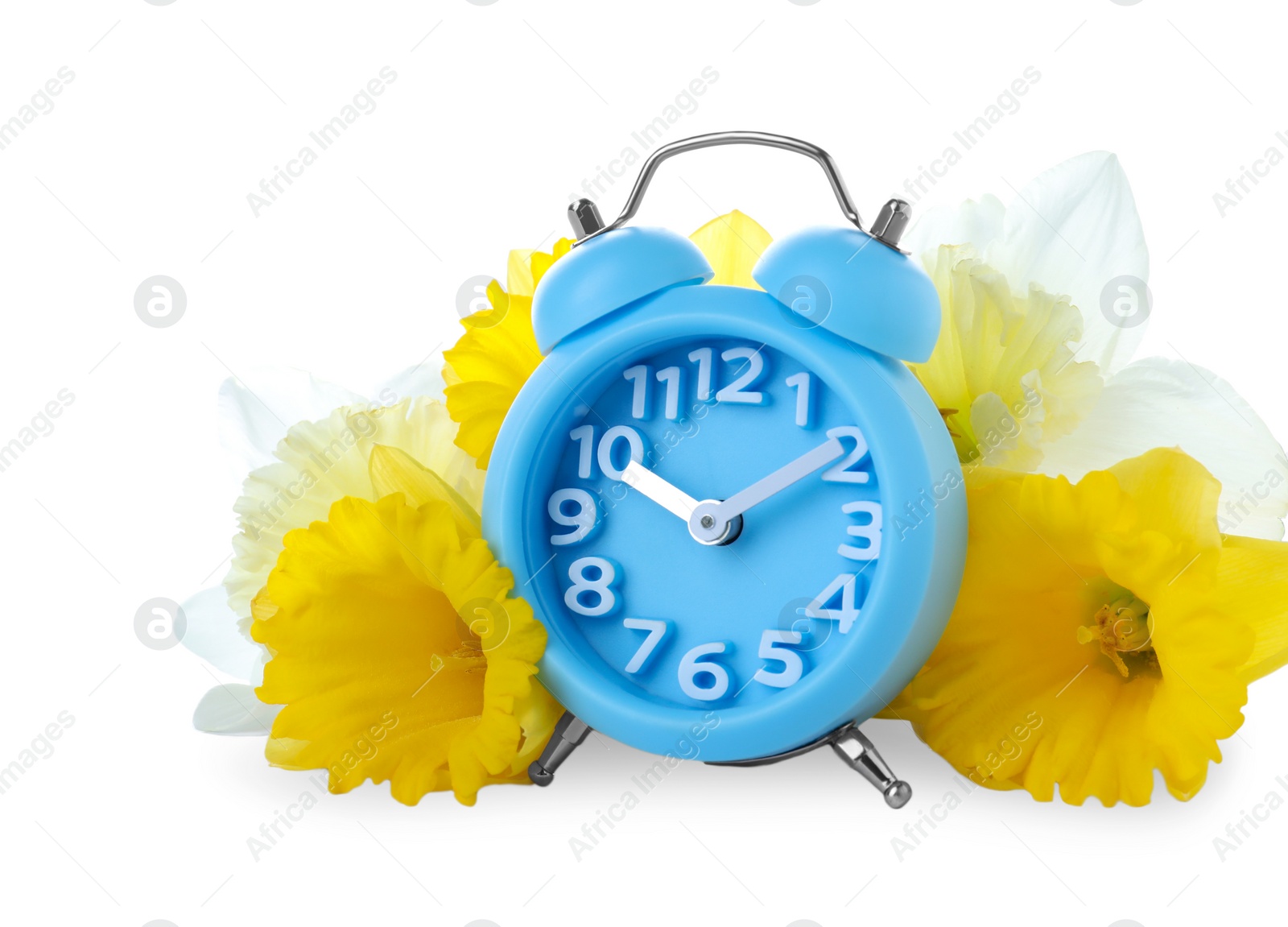 Photo of Light blue alarm clock and spring flowers on white background. Time change