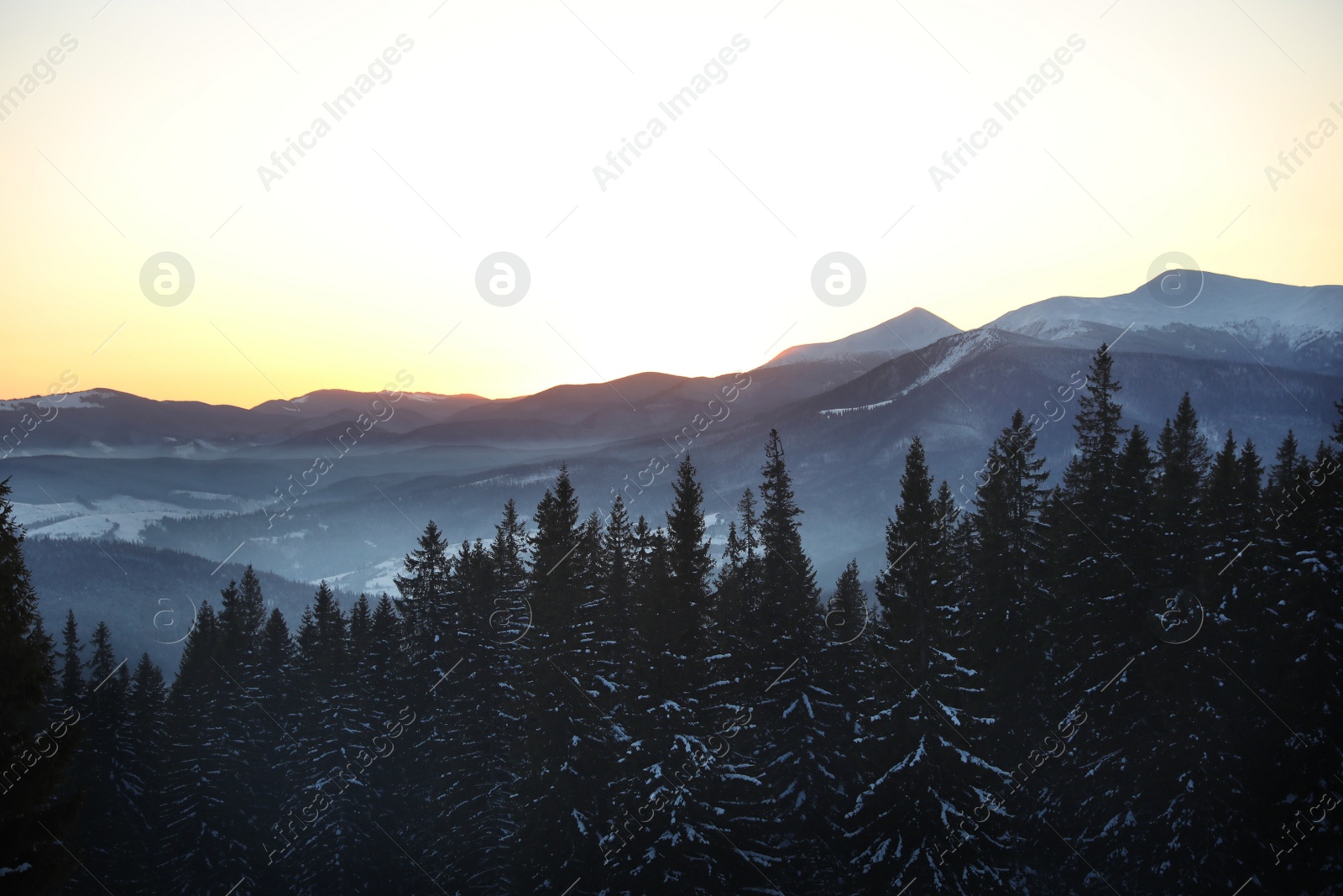 Photo of Picturesque view of conifer forest covered with snow at sunset