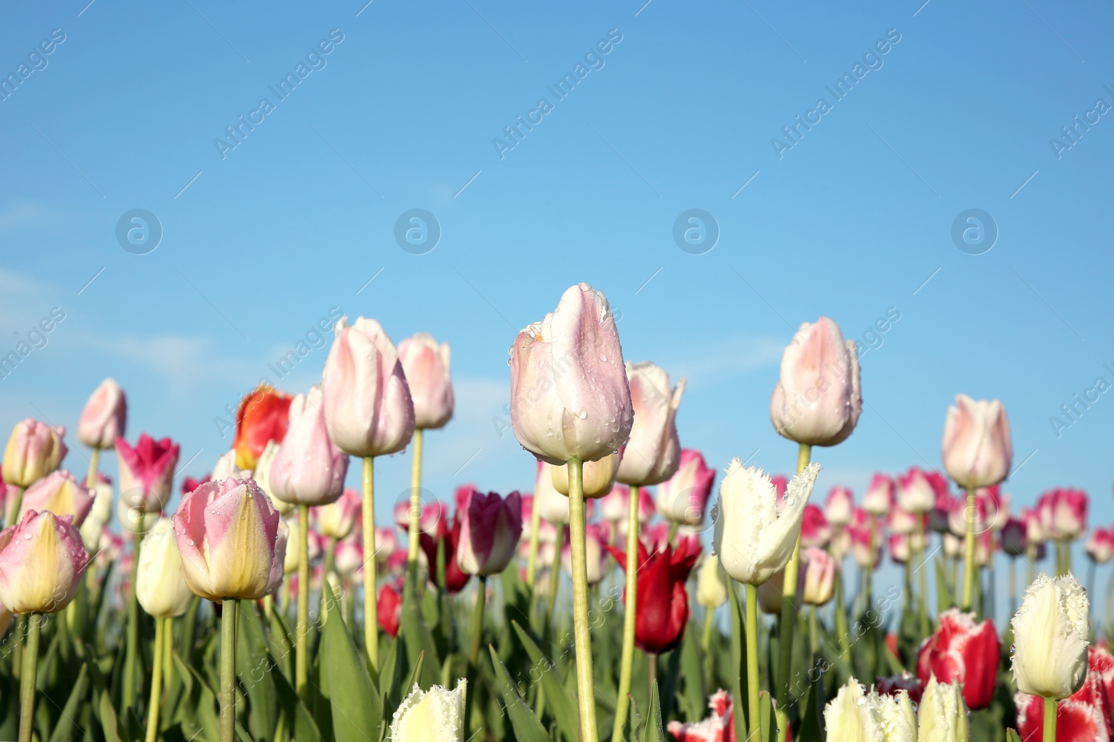 Photo of Beautiful colorful tulip flowers against blue sky