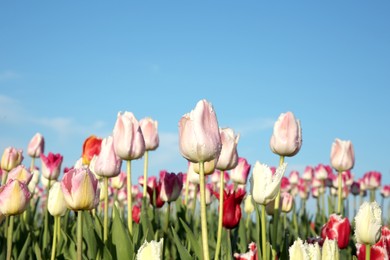 Beautiful colorful tulip flowers against blue sky