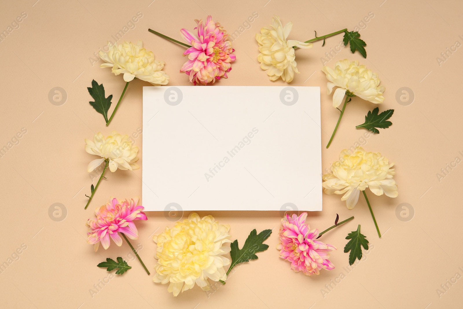 Photo of Beautiful chrysanthemums, leaves and blank card on beige background, flat lay. Space for text