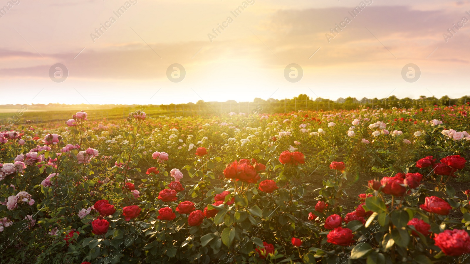 Photo of Bushes with beautiful roses outdoors on sunny day