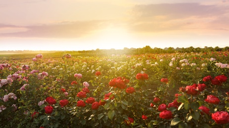 Bushes with beautiful roses outdoors on sunny day