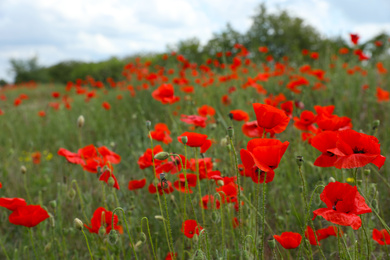 Photo of Beautiful red poppy flowers growing in field