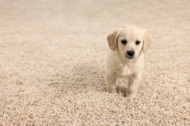 Cute little puppy on beige carpet indoors. Space for text