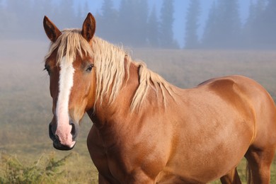 Photo of Brown horse outdoors in misty morning. Lovely domesticated pet