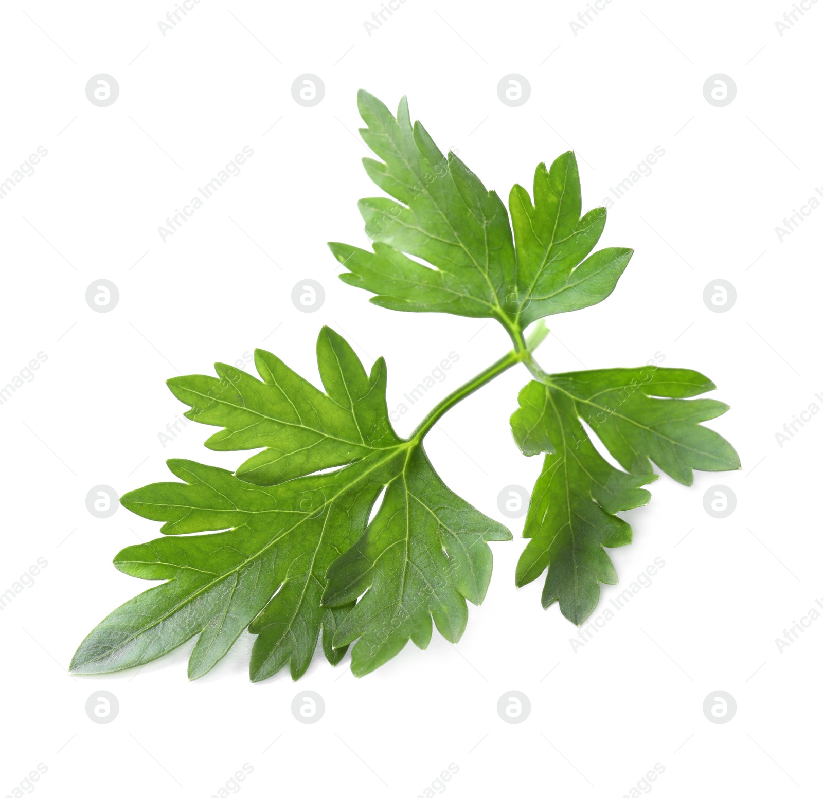 Photo of Fresh green organic parsley isolated on white