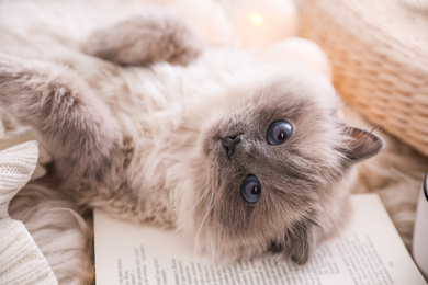 Photo of Birman cat and book on rug at home, closeup. Cute pet
