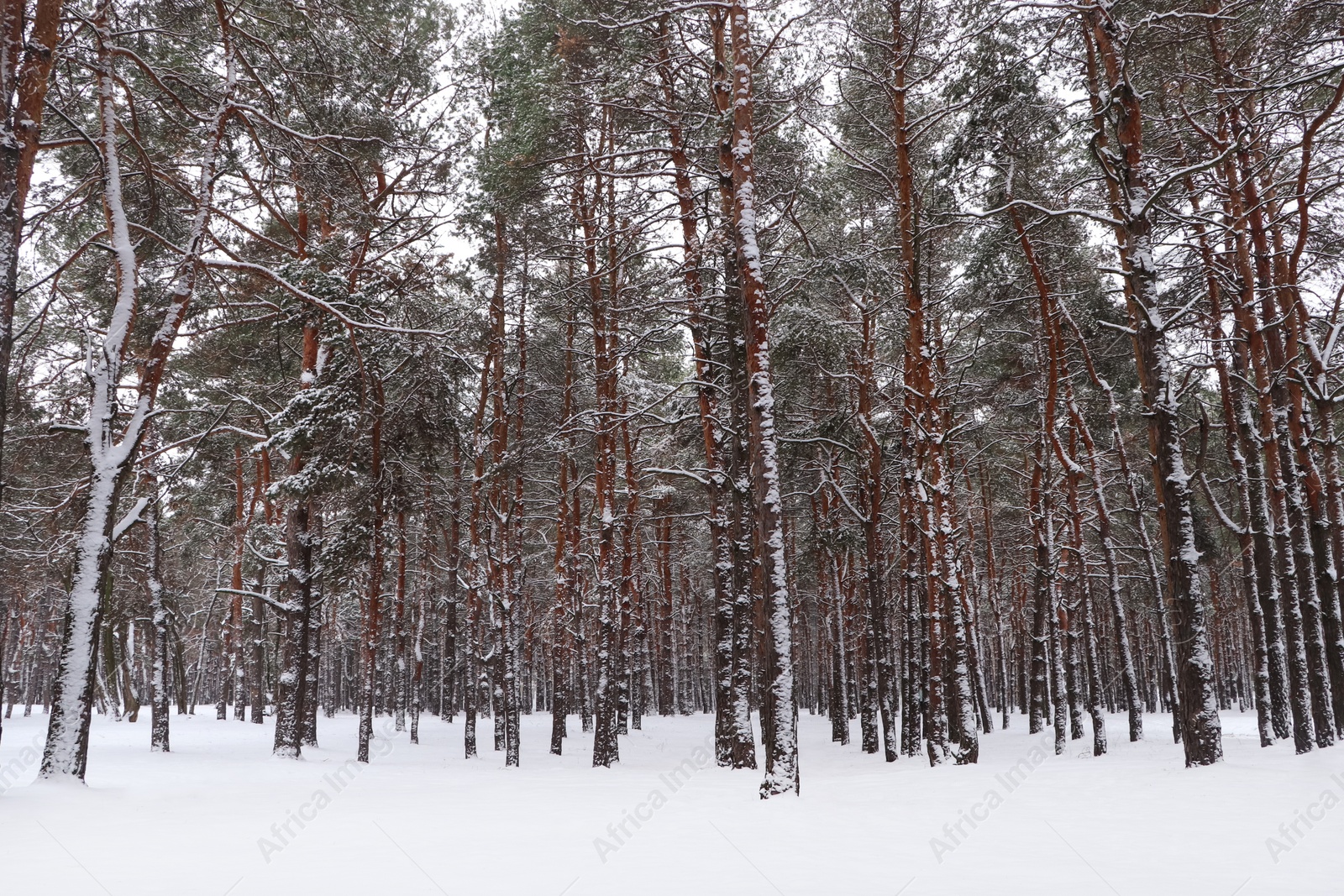 Photo of Picturesque view of beautiful forest covered with snow