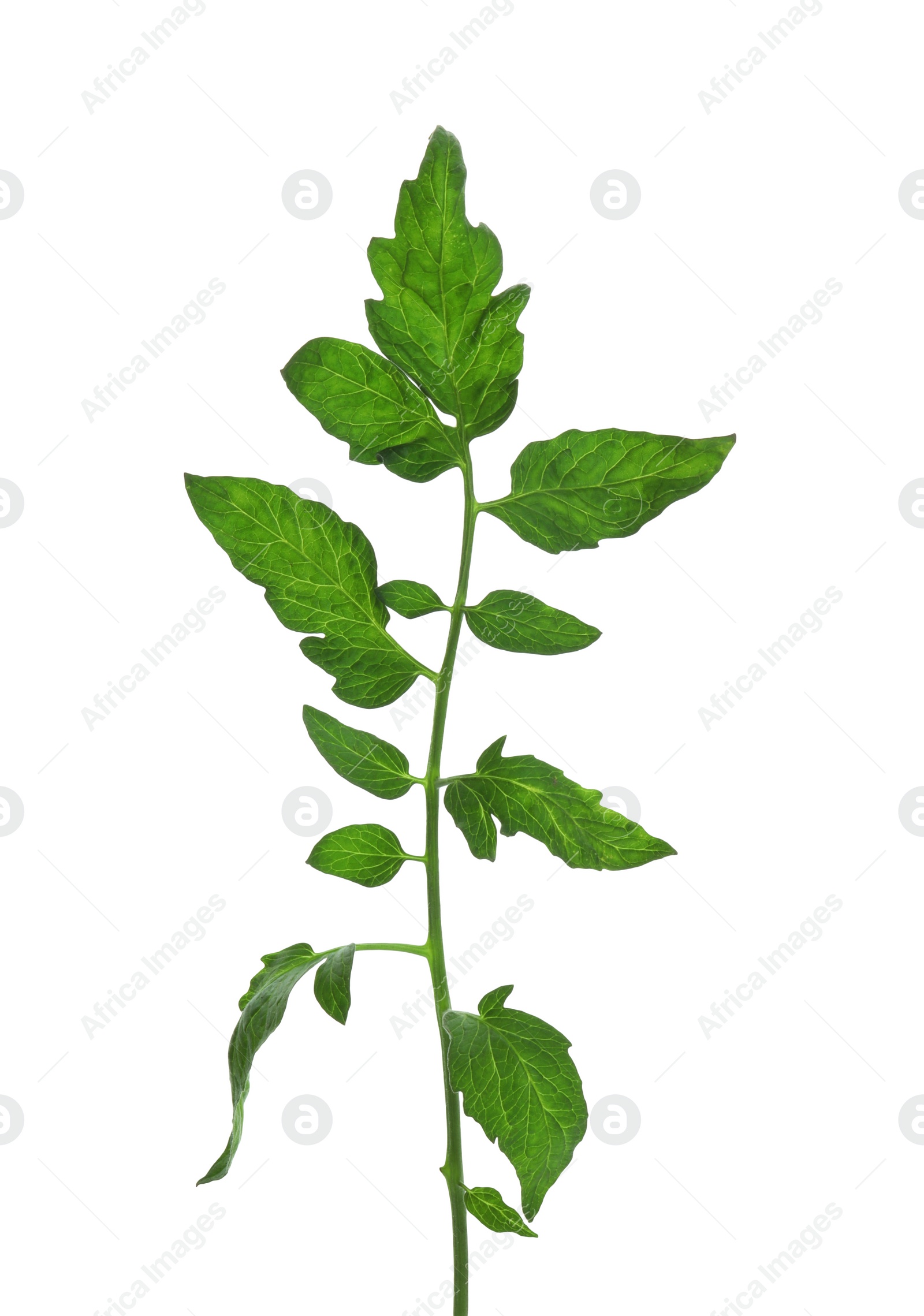 Photo of Fresh green leaves of cherry tomato isolated on white