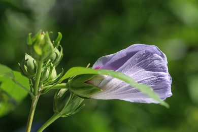 Photo of Beautiful hibiscus flower growing outdoors, closeup view