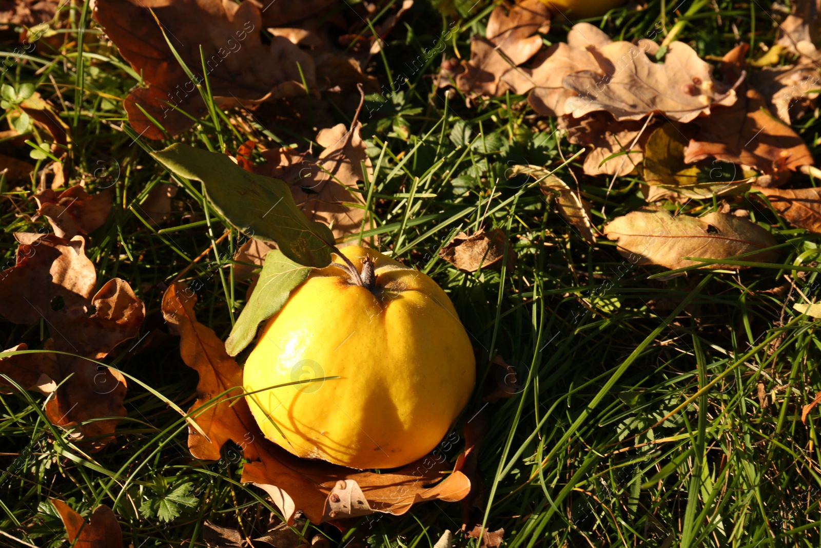 Photo of Fresh quince and fallen leaves on green grass outdoors