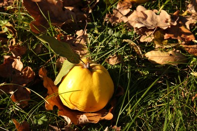 Fresh quince and fallen leaves on green grass outdoors