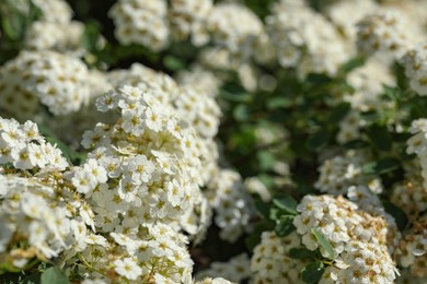 Photo of Beautiful spiraea shrub with white blossom on sunny day, closeup. Space for text