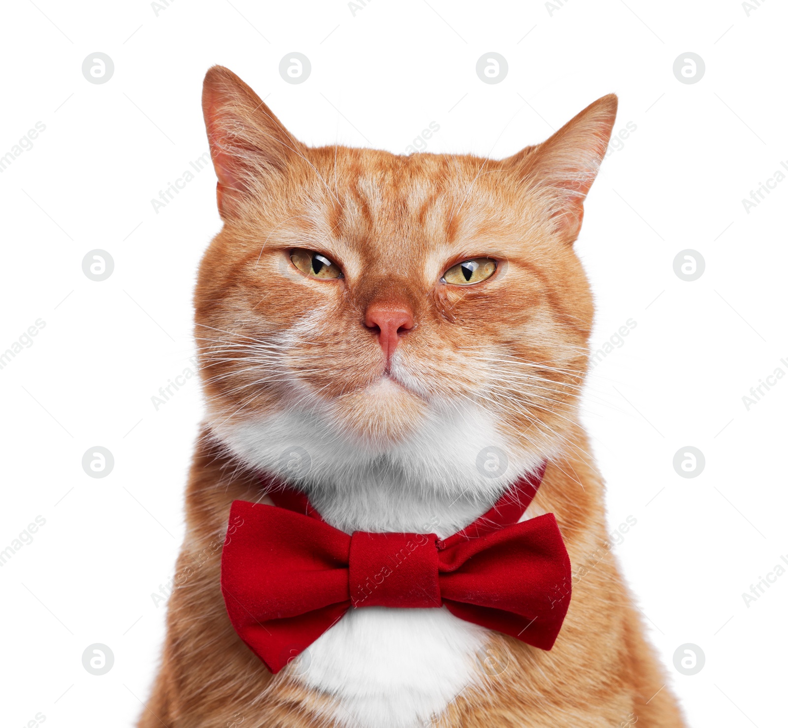 Photo of Cute cat with red bow tie isolated on white