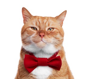 Photo of Cute cat with red bow tie isolated on white