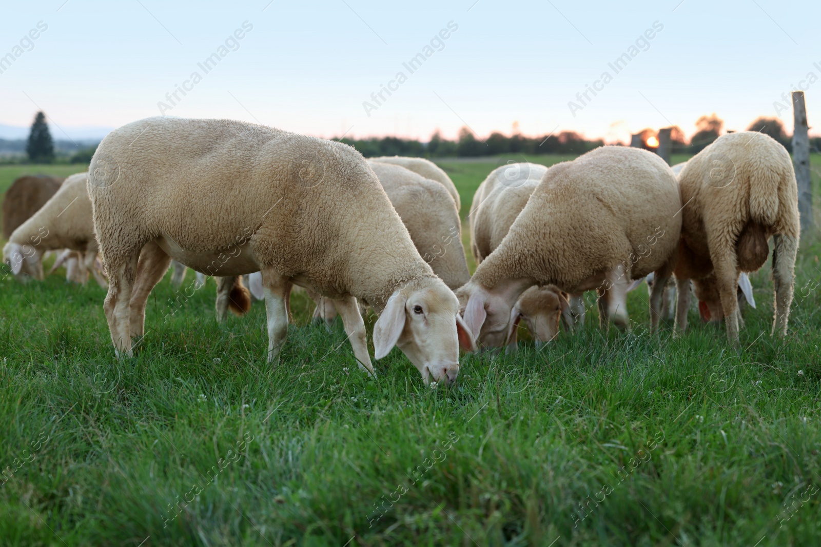 Photo of Cute sheep grazing on green pasture. Farm animals