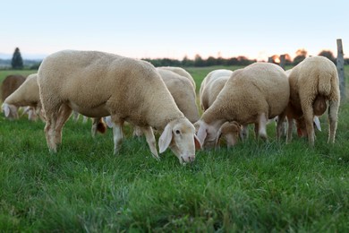 Cute sheep grazing on green pasture. Farm animals