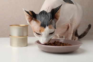 Photo of Cute Sphynx cat eating wet food from plate on white table, closeup