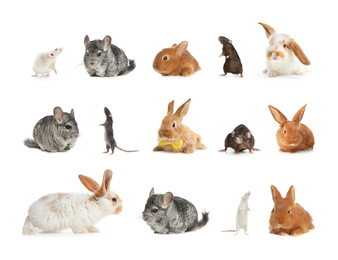 Image of Set of different pets on white background