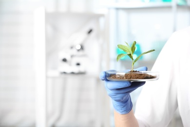 Photo of Scientist holding Petri dish with green plant in laboratory, closeup. Space for text