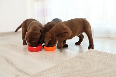 Chocolate Labrador Retriever puppies eating  food from bowls at home