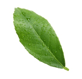 Photo of Fresh green citrus leaf with water drops on white background