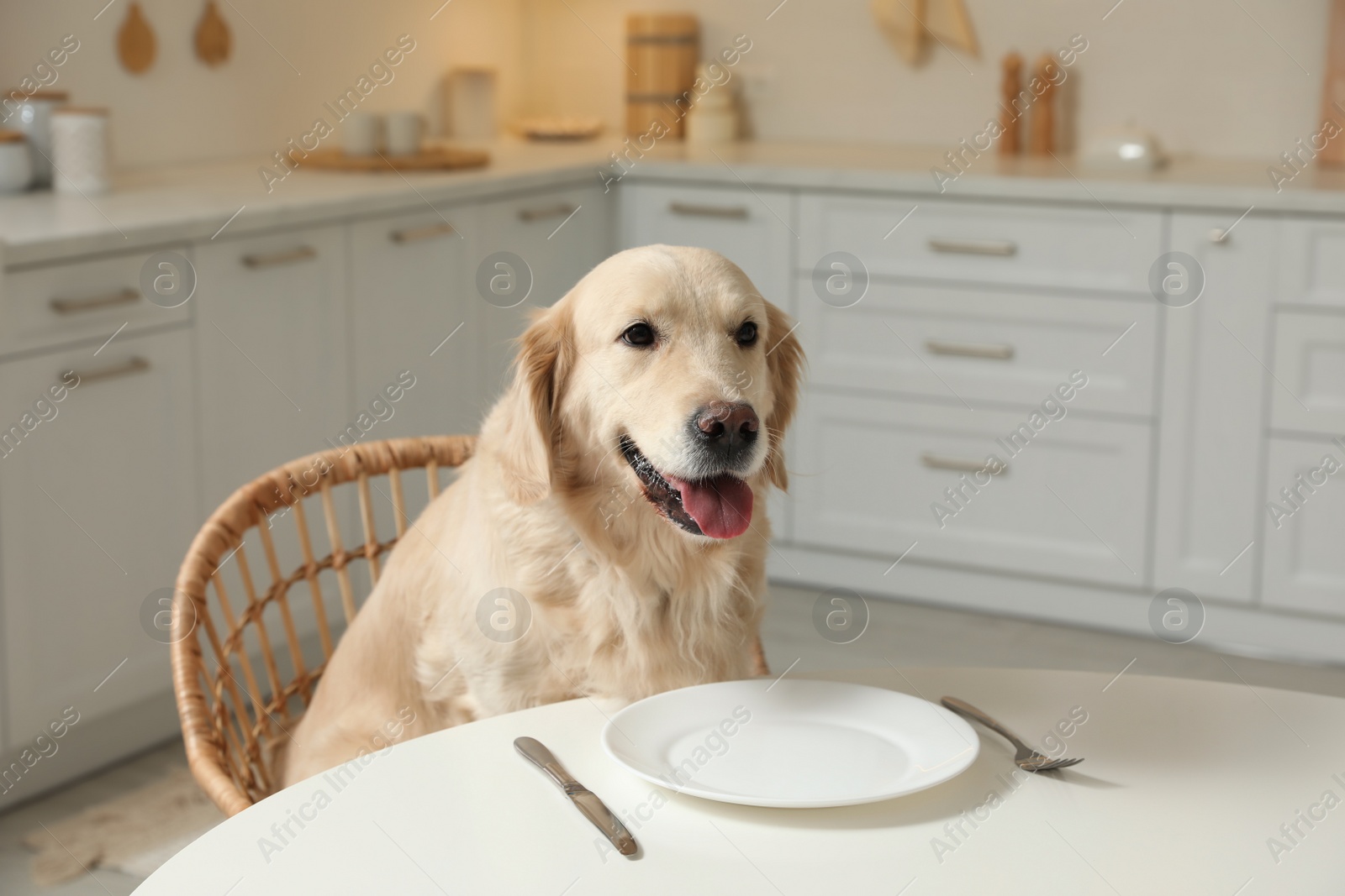 Photo of Cute hungry dog waiting for food at table with empty plate in kitchen