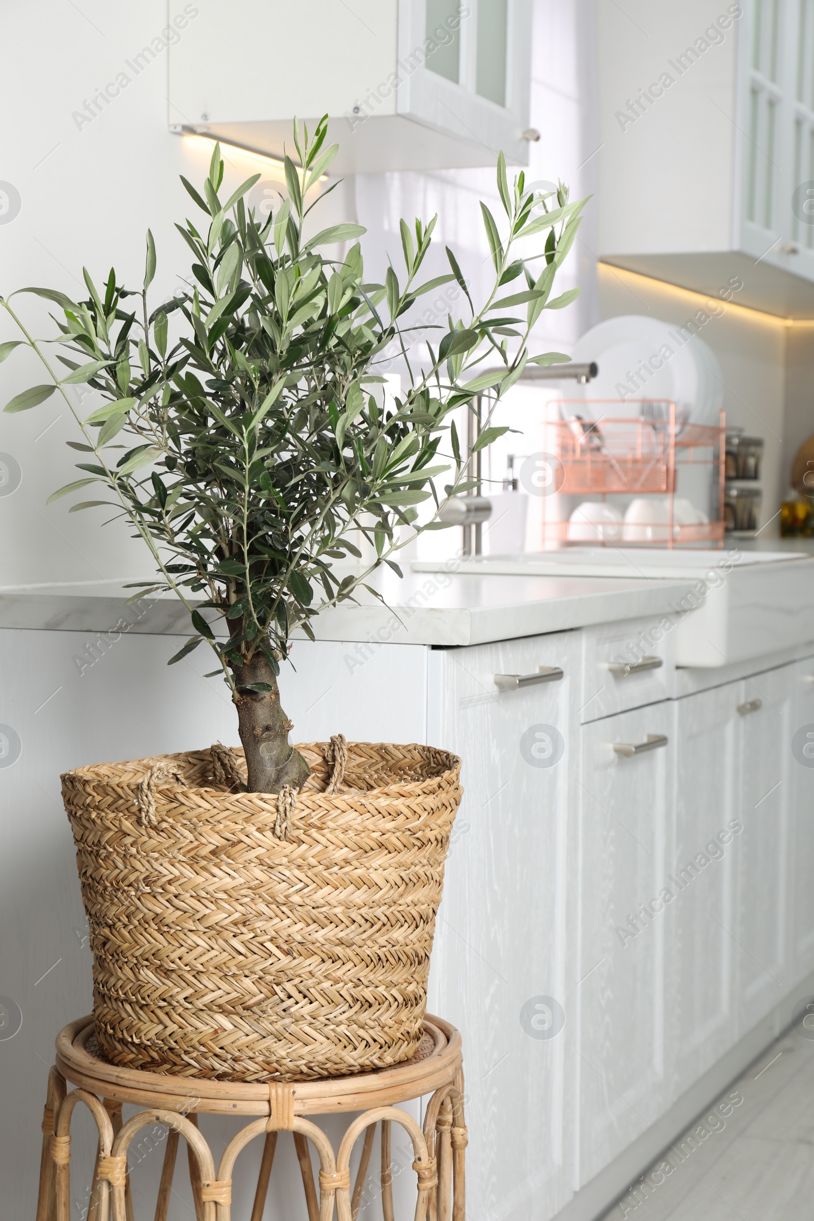 Photo of Beautiful potted olive tree in stylish kitchen