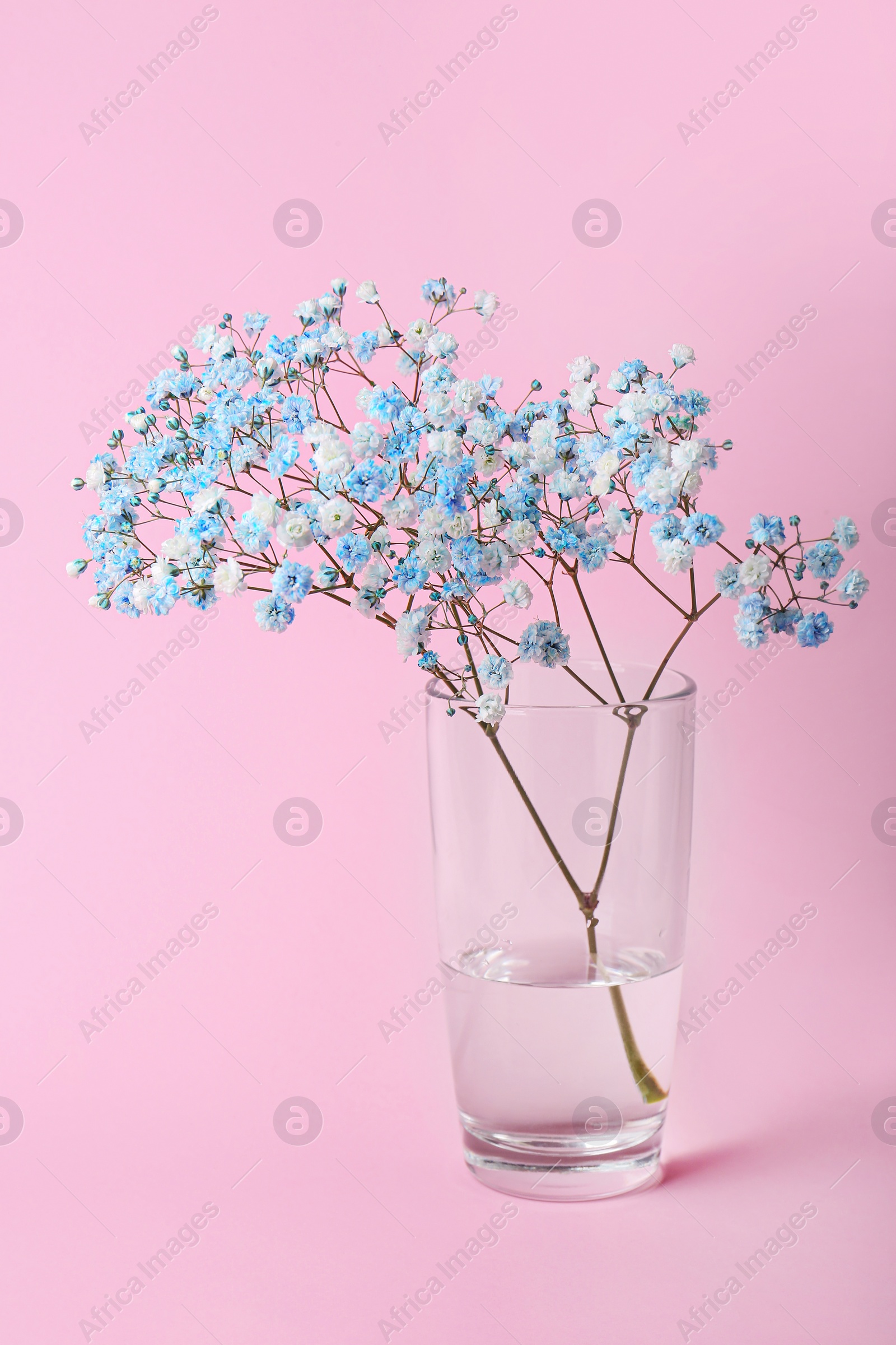 Photo of Beautiful dyed gypsophila flowers in glass vase on pink background