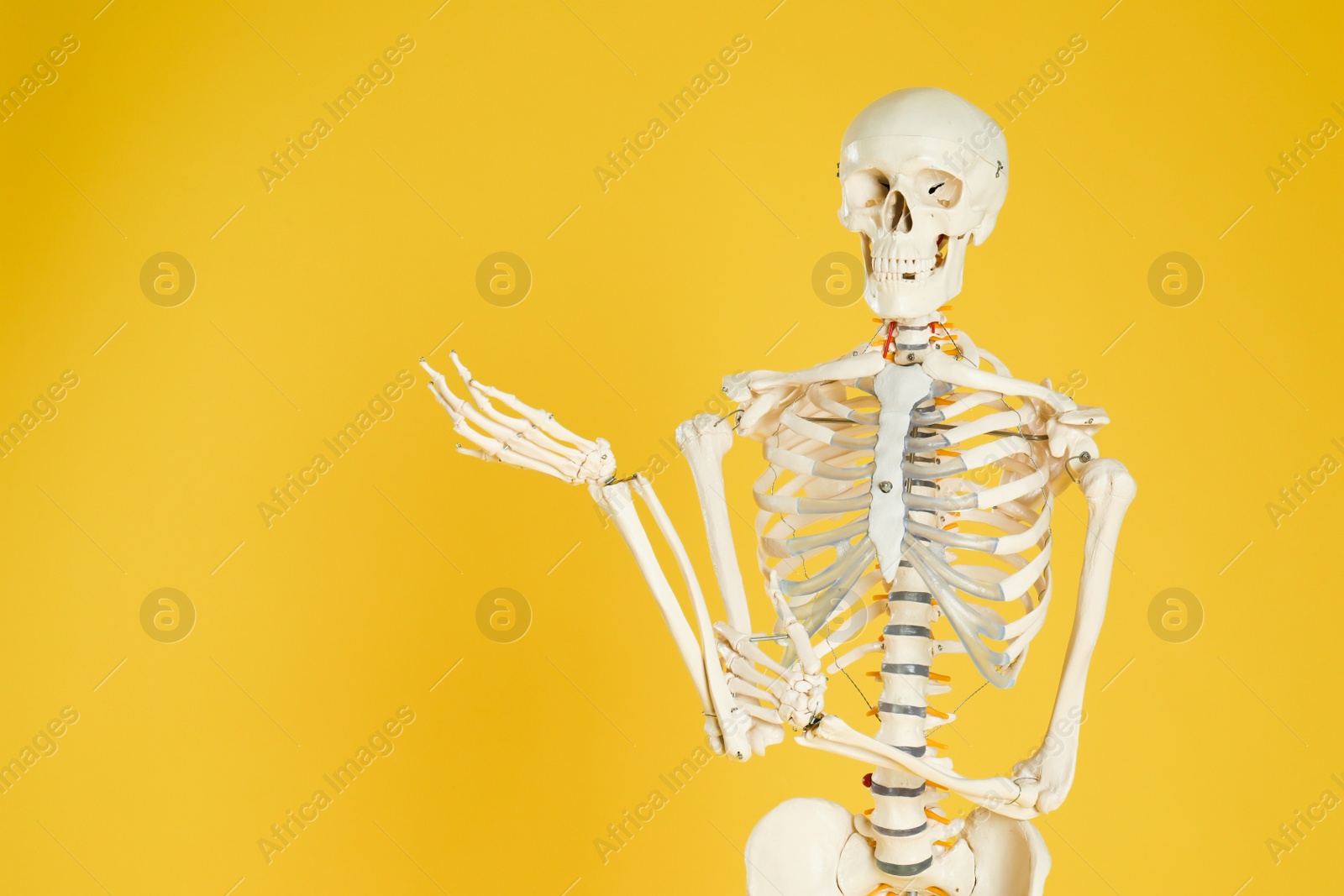 Photo of Artificial human skeleton model on yellow background. Space for text