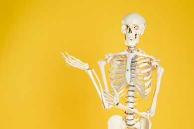 Photo of Artificial human skeleton model on yellow background. Space for text