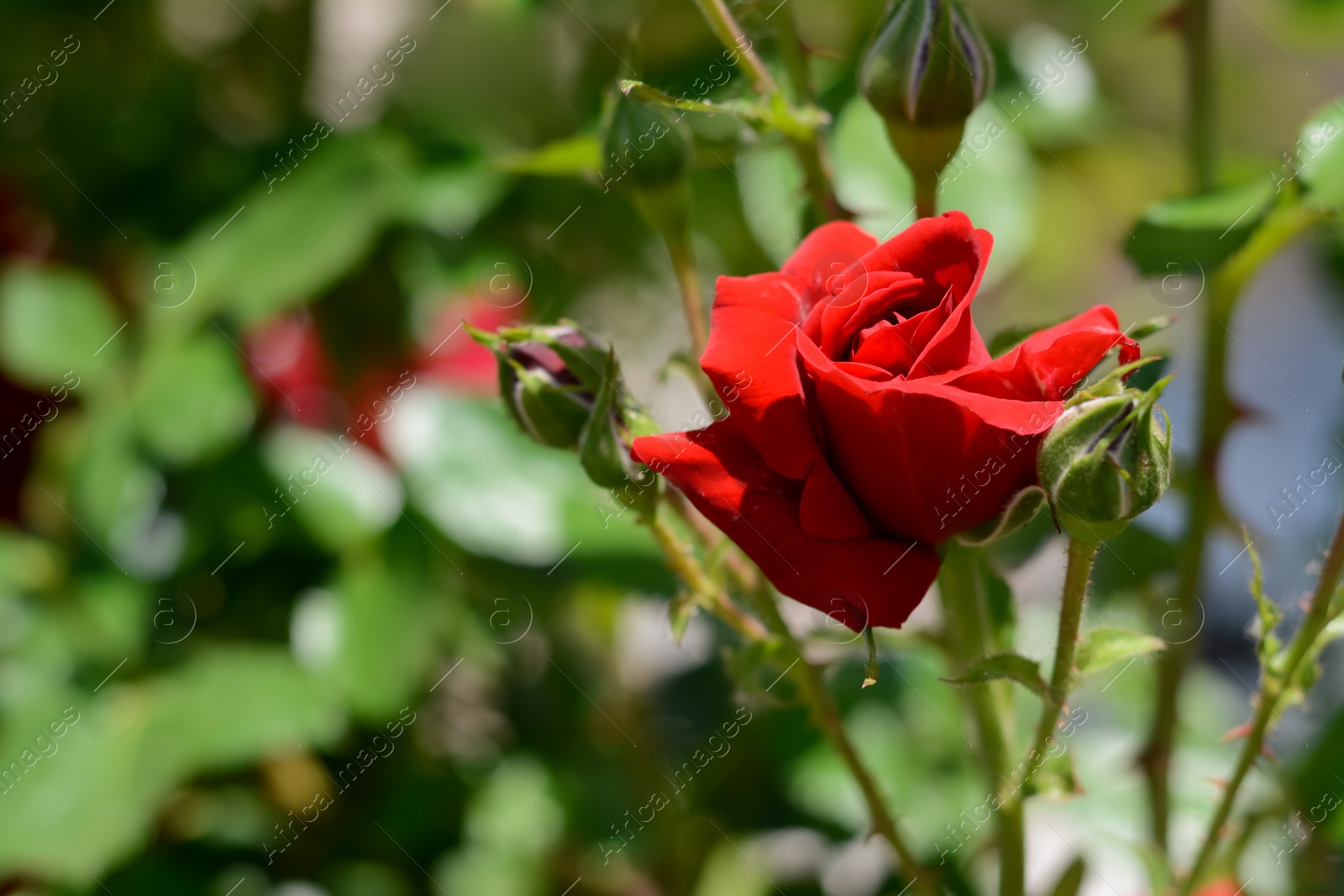 Photo of Beautiful blooming rose bush outdoors on sunny day, closeup. Space for text
