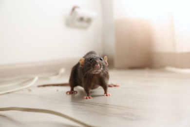 Photo of Brown rat on floor indoors. Pest control