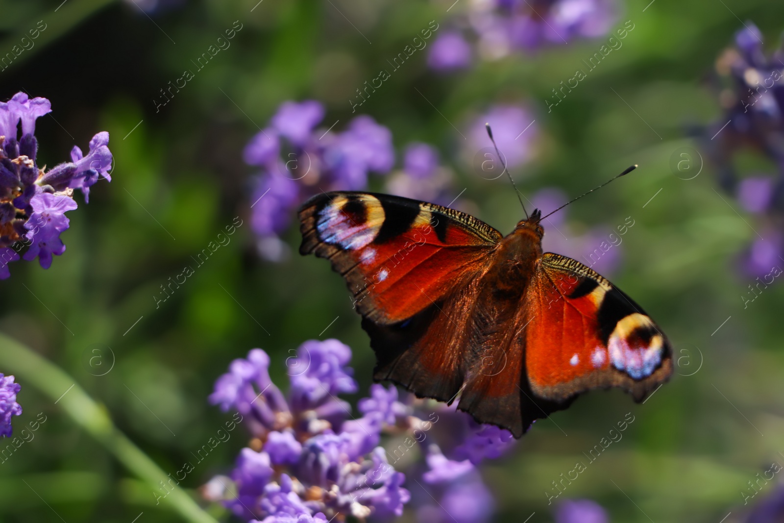 Photo of Beautiful butterfly in lavender field on summer day, closeup