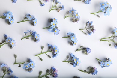 Beautiful forget-me-not flowers on white background, flat lay