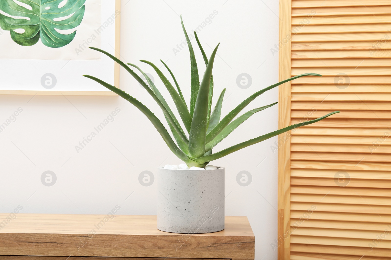 Photo of Beautiful potted aloe vera plant on chest of drawers indoors