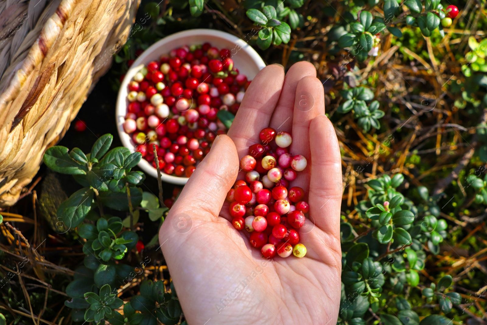 Photo of Woman picking ripe red lingonberries outdoors, top view