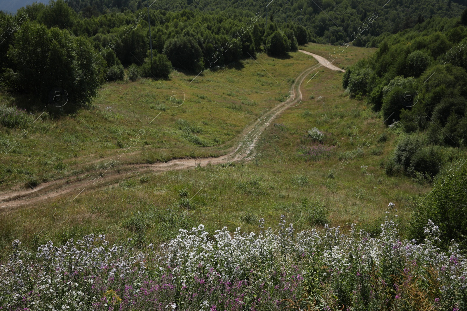 Photo of Picturesque view of gravel road and forest in mountains